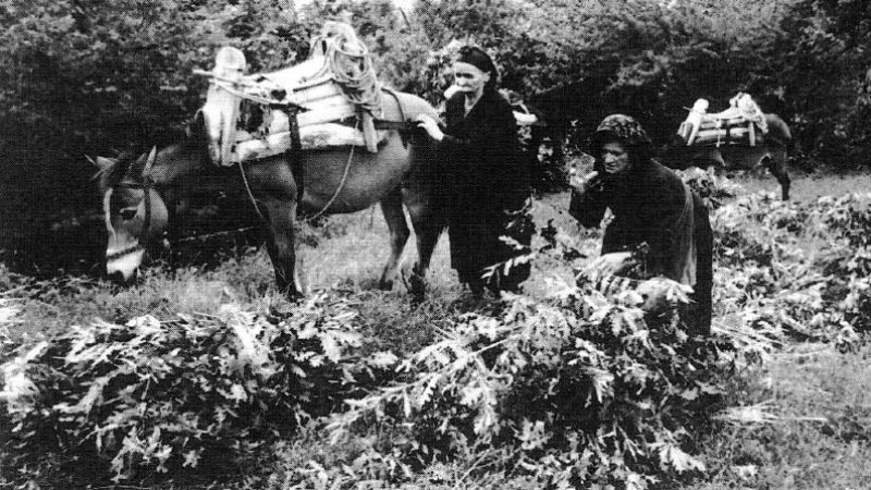 Copy of ΜΑΖΕΜΑ