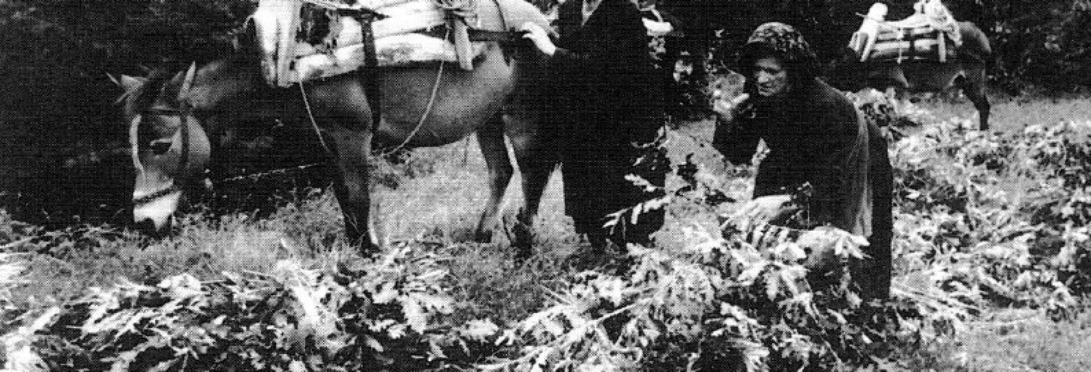 Copy of ΜΑΖΕΜΑ