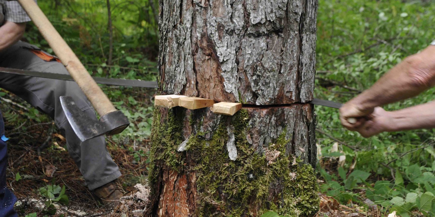 Vovousa 13 George Detsis